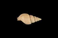 藏品(玫瑰峨螺)的圖片